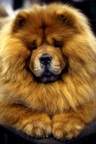 What Your Dog's Breed Says About You As A Human What Your Dog's Breed Says About You As A Human