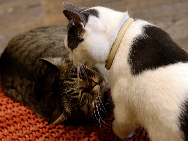 Can Cats Talk To Us? Fluffy Has Probably Been Trying To Tell You