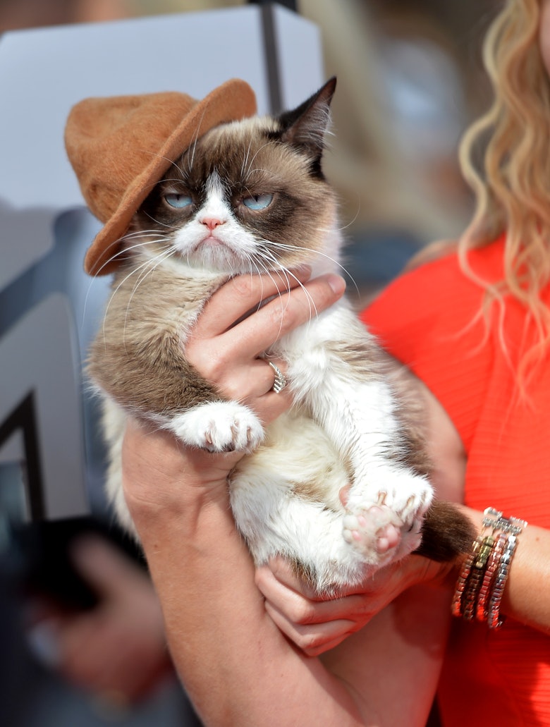 What Is Grumpy Cats Real Name And More Questions For The Star Of Lifetimes New Christmas