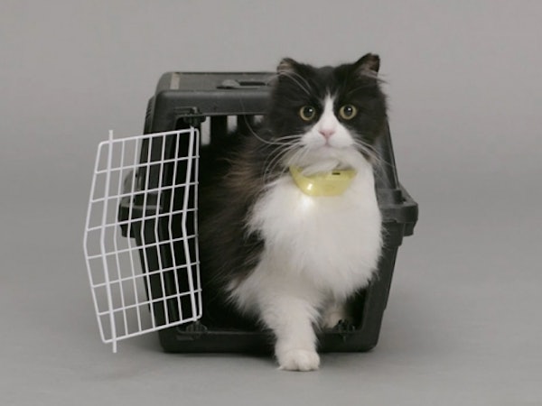 Collar Translates Cat Noises Into Human Speech Collar Translates Cat Noises Into Human Speech