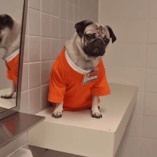 tv show compilation doug the pug doug the pug reenacts friends pretty liars more in an epic tv credit tv show compilation doug the pug doug the pug reenacts friends pretty liars more in an epic tv credit
