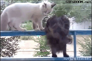 Why Do Cats Knock Things Over? Here's The Scientific ...