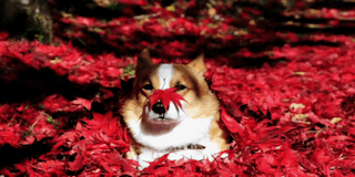 Image: http://lovelace-media.imgix.net/uploads/626/c432f1b0-83d3-0132-43e1-0ebc4eccb42f.gif?w=320