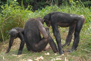 bonobo apes love oral sex bonobo apes love oral sex