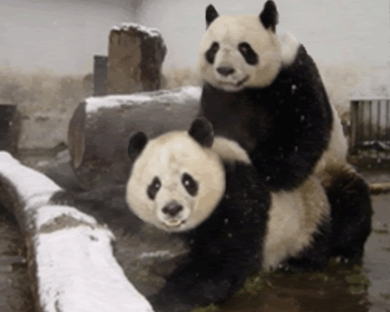 Pandas 
