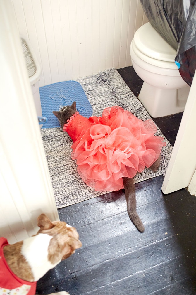 This Cat Quinceanera A Woman Threw Just Put All Of Your Teenage