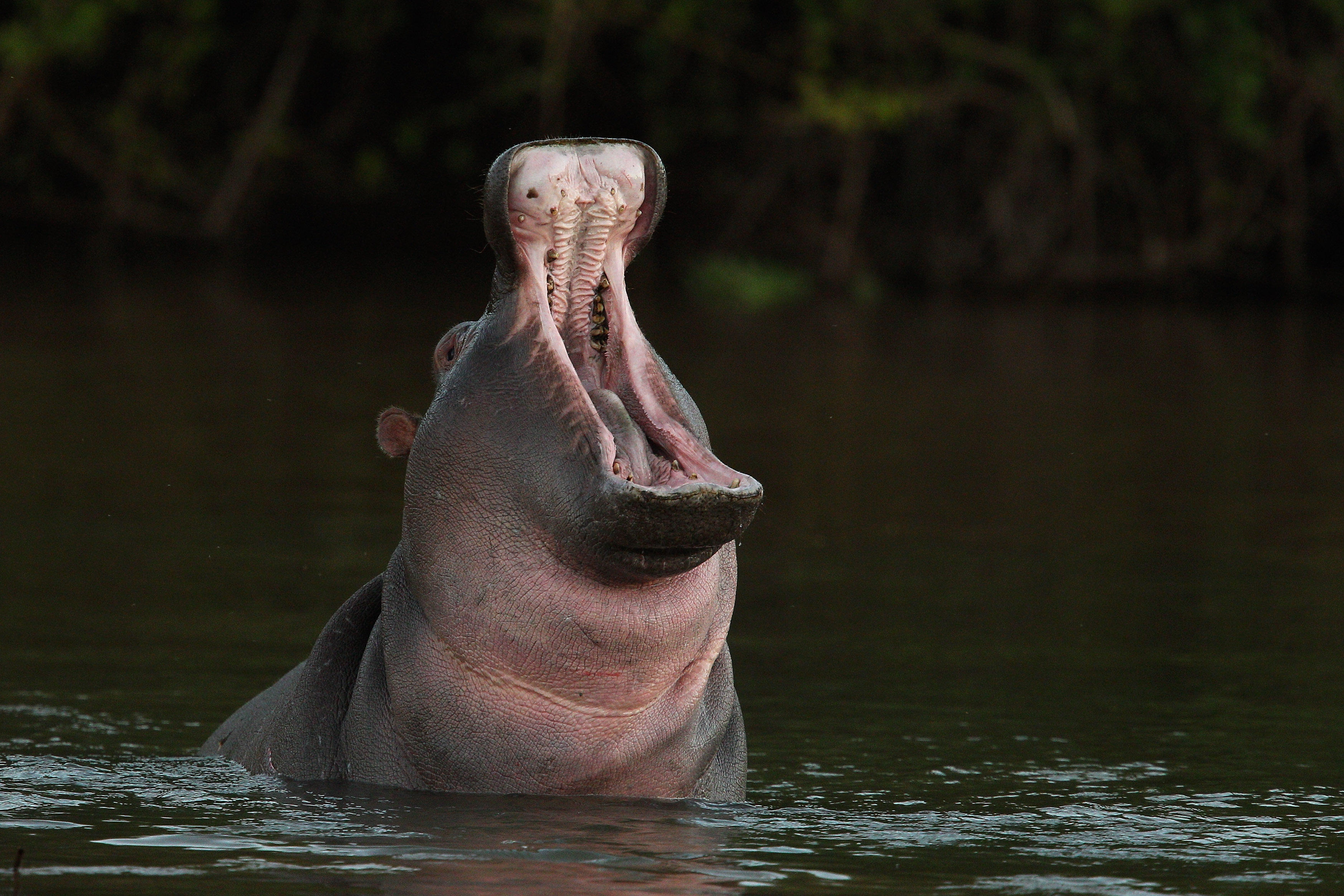 13 Videos That Prove That Hippos Might Actually Be The Most Terrifying  Creatures On The Planet