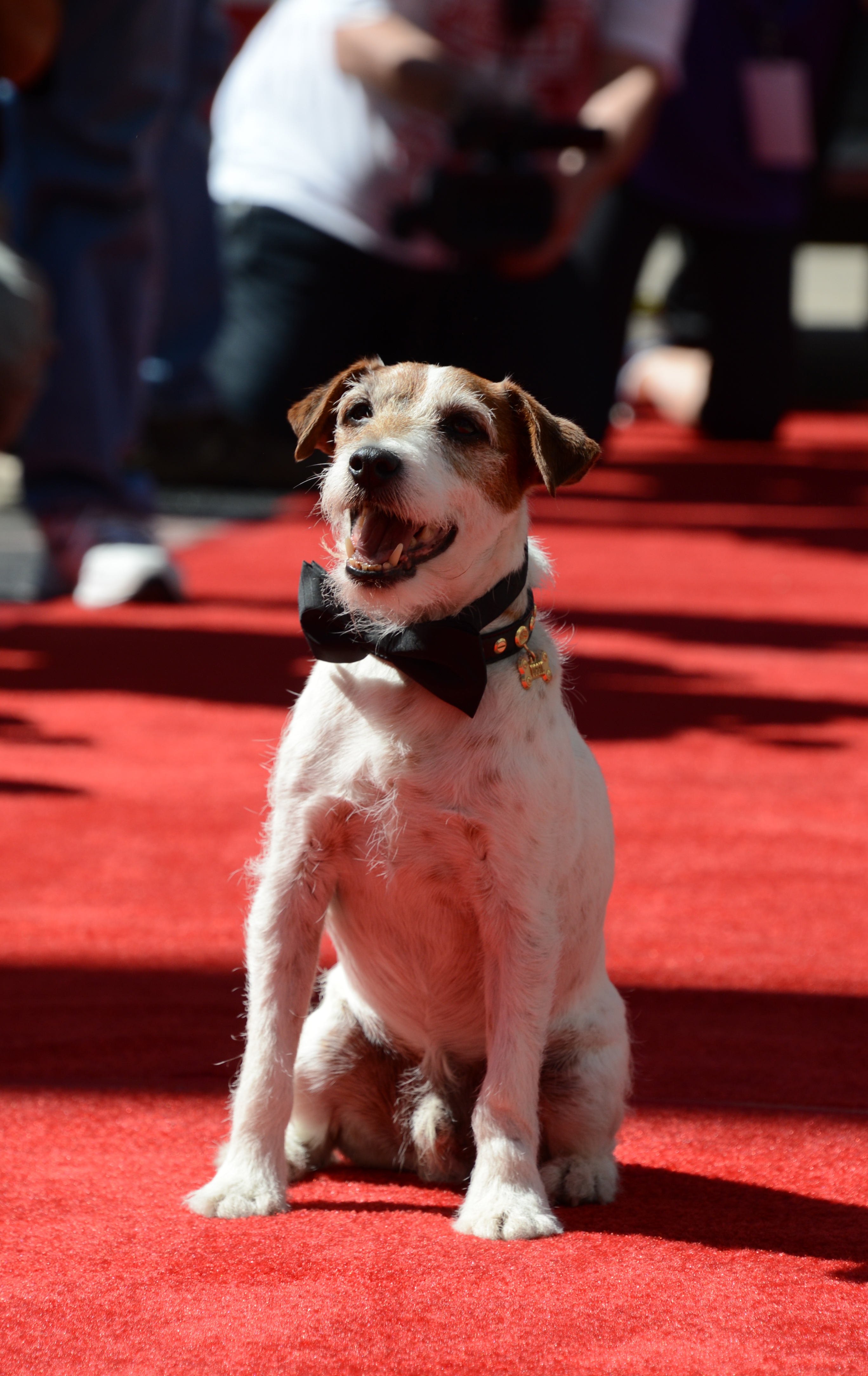 6 Uggie The Dog Clips That Will Help You Cope With The Devastating News ...