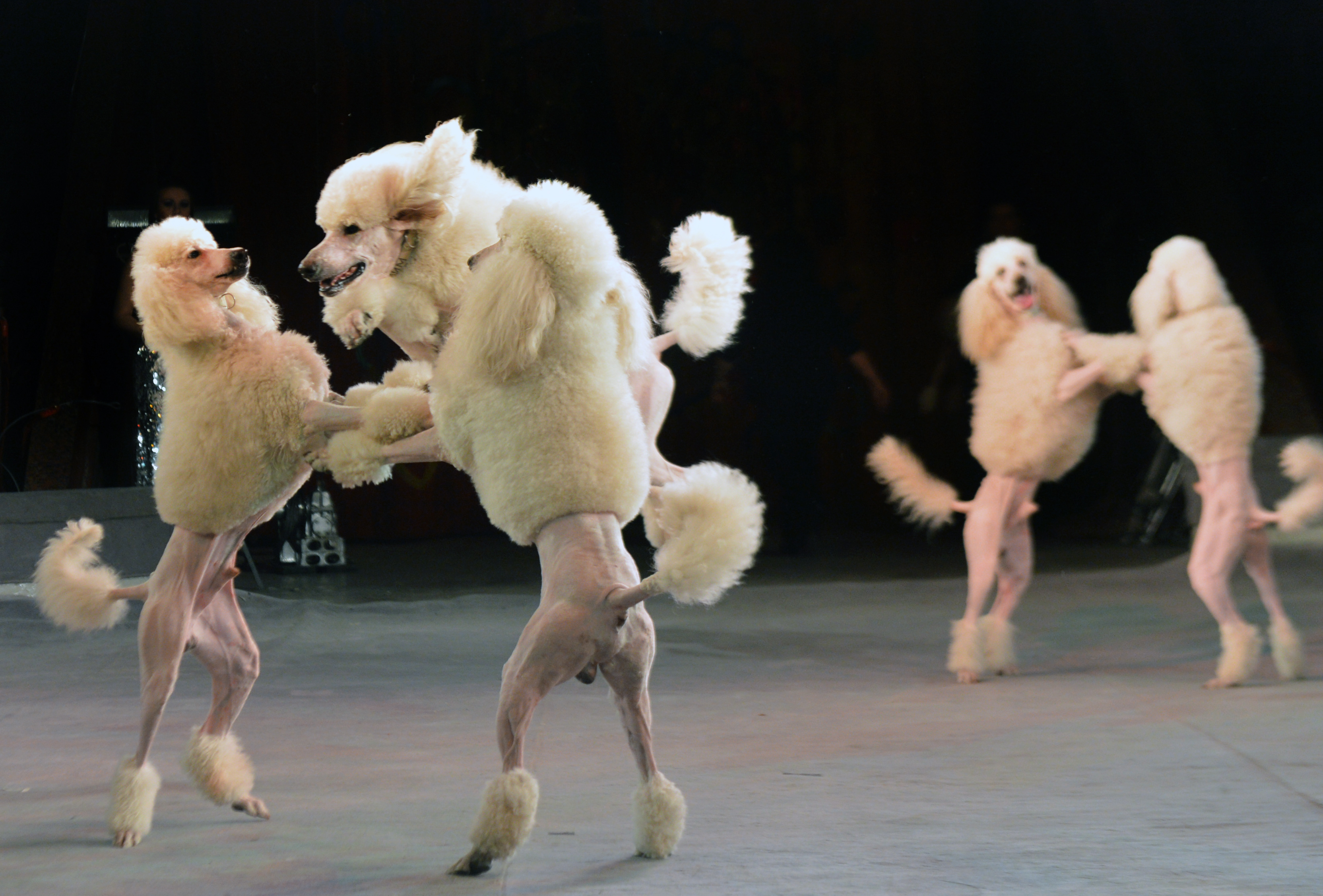 Танцуют синхронно. Танцующая собака. Цирковой пудель. Пудель в цирке. Цирковые собачки.