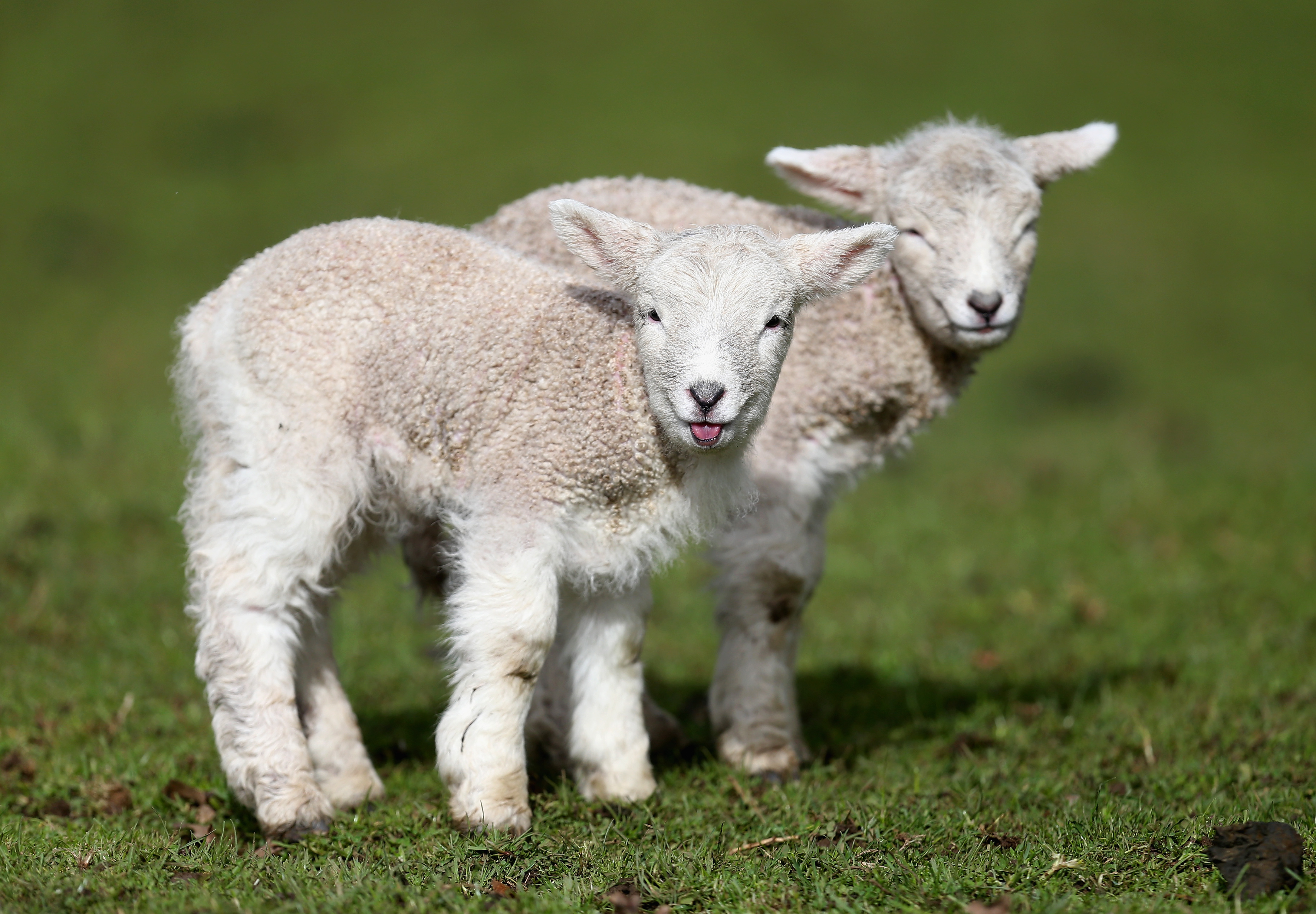 Химера овцы и козы