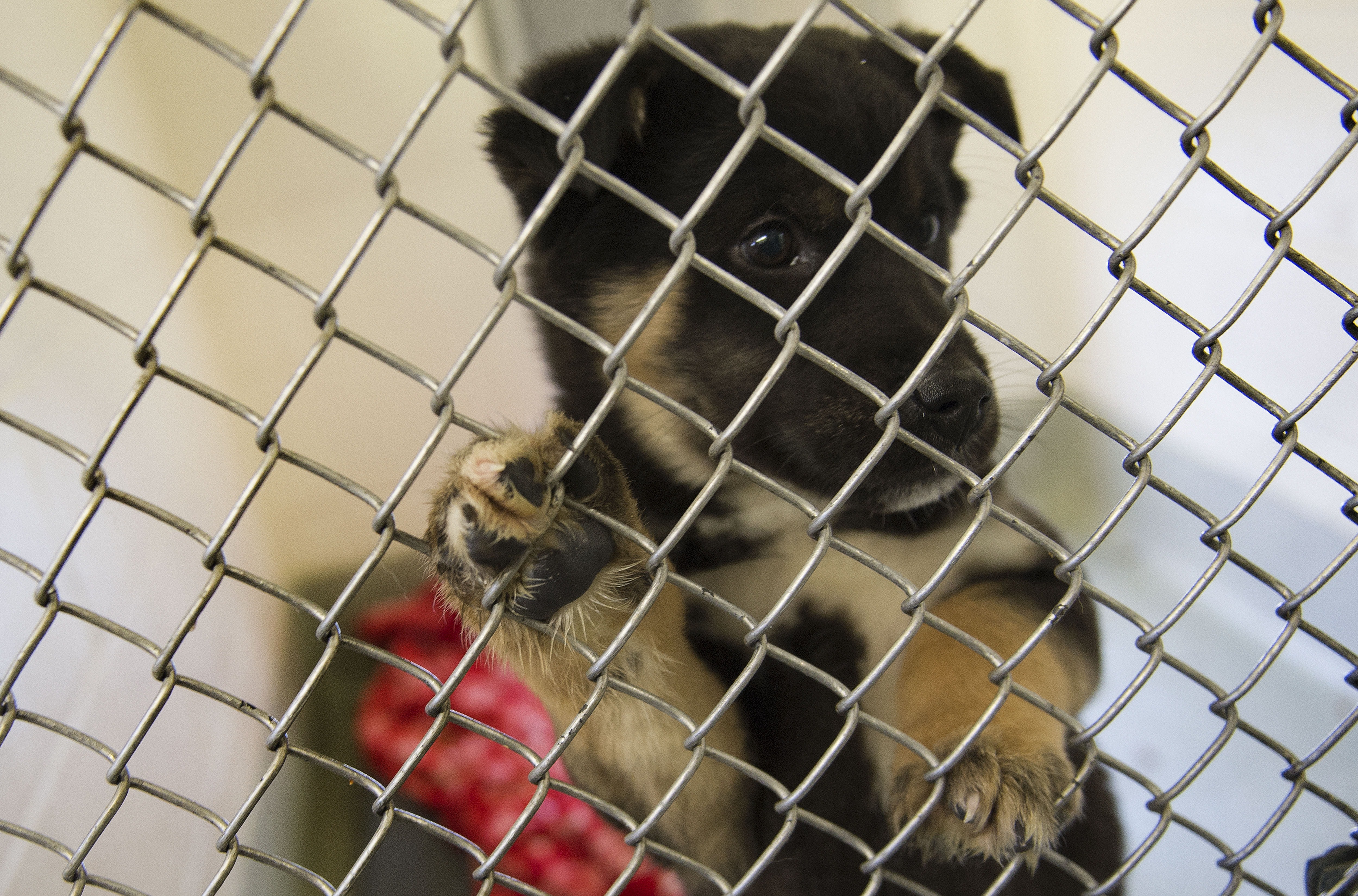 7 Signs A Shelter Animal Is For You