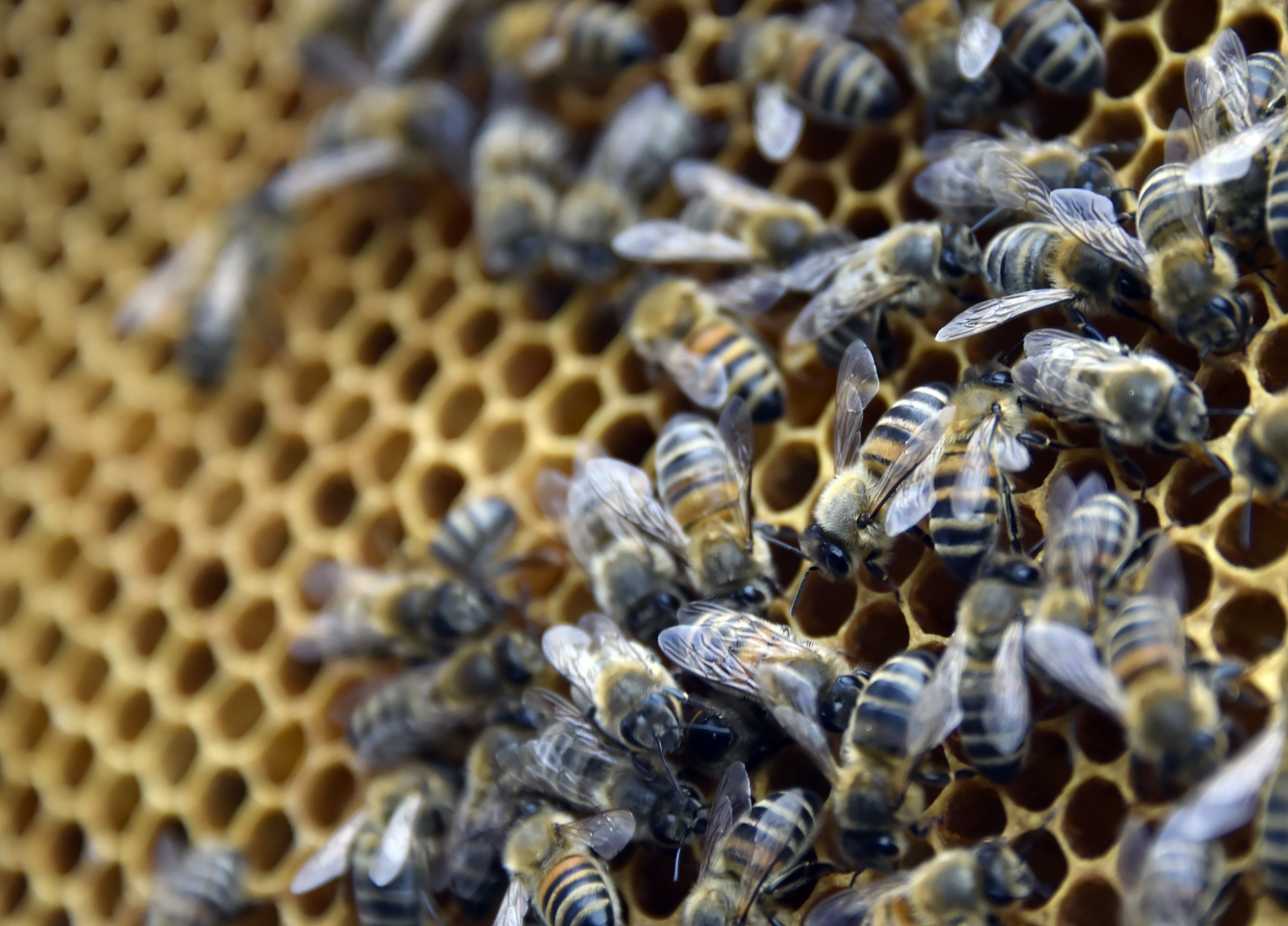 Пчелосемьями купить краснодарский. Пчелиная матка. Трутень пчела. Матка пчелы. Пчела матка трутень.