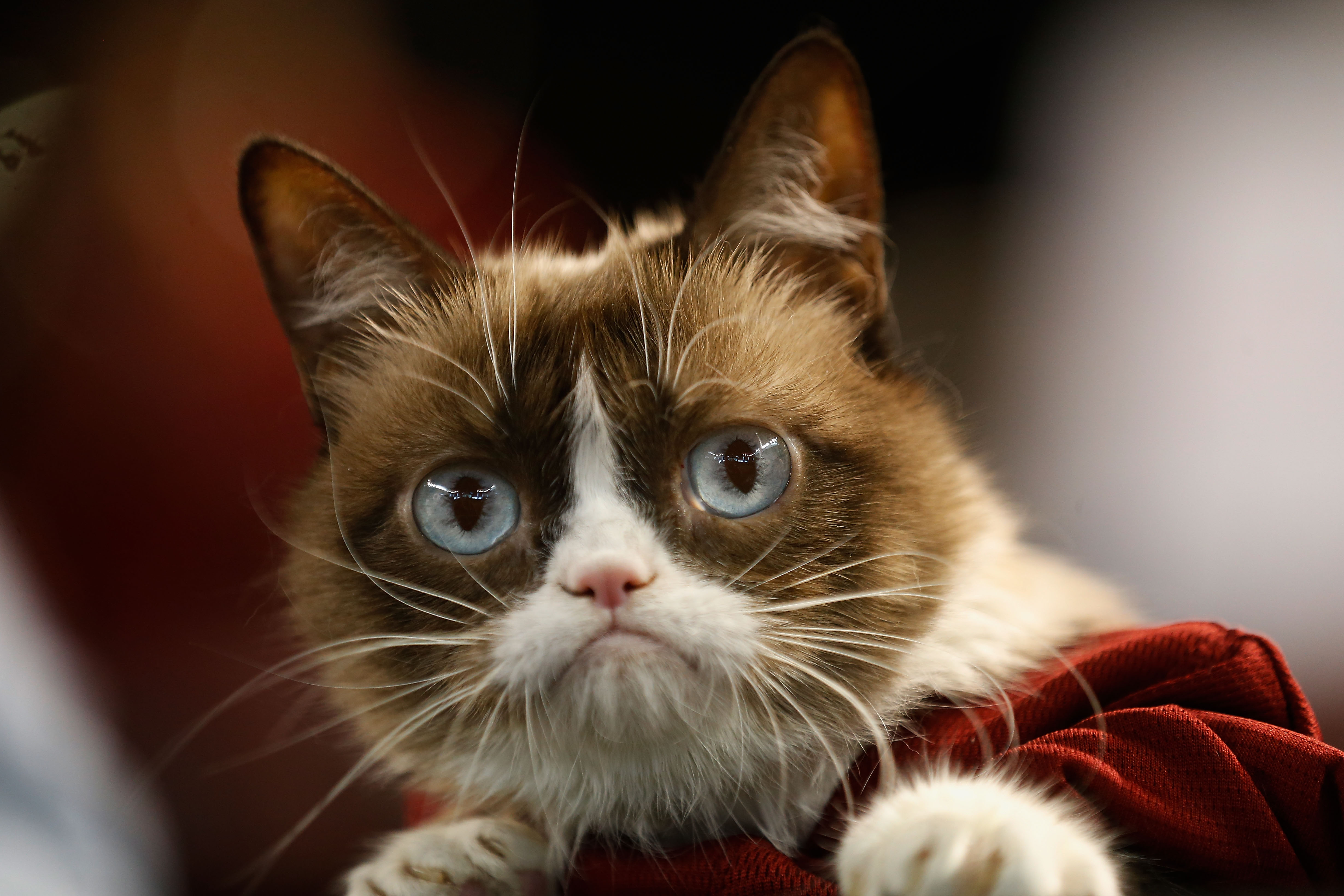 Friskies' new face:  star Grumpy Cat is pet food's new