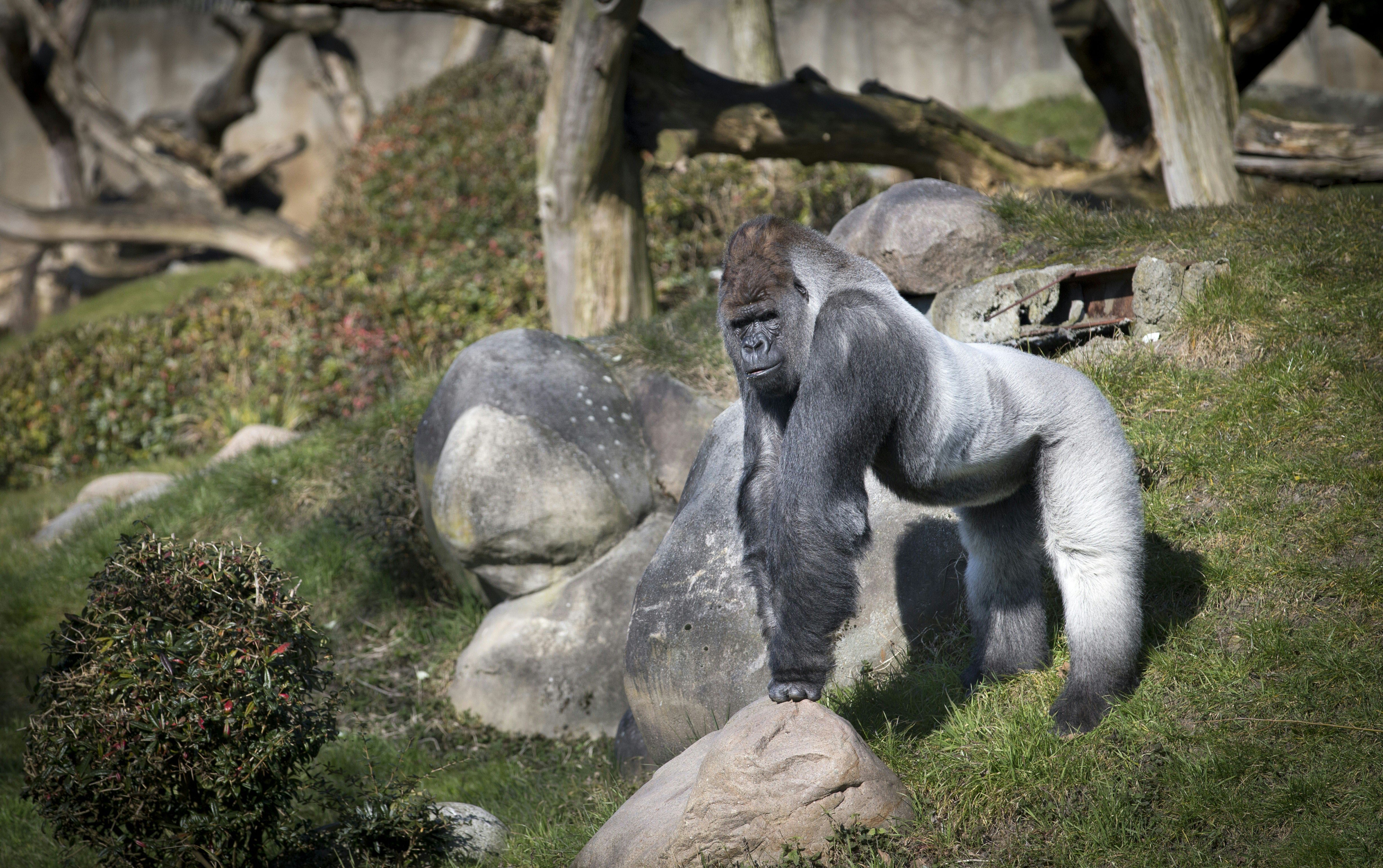 cincinnati zoo harambe