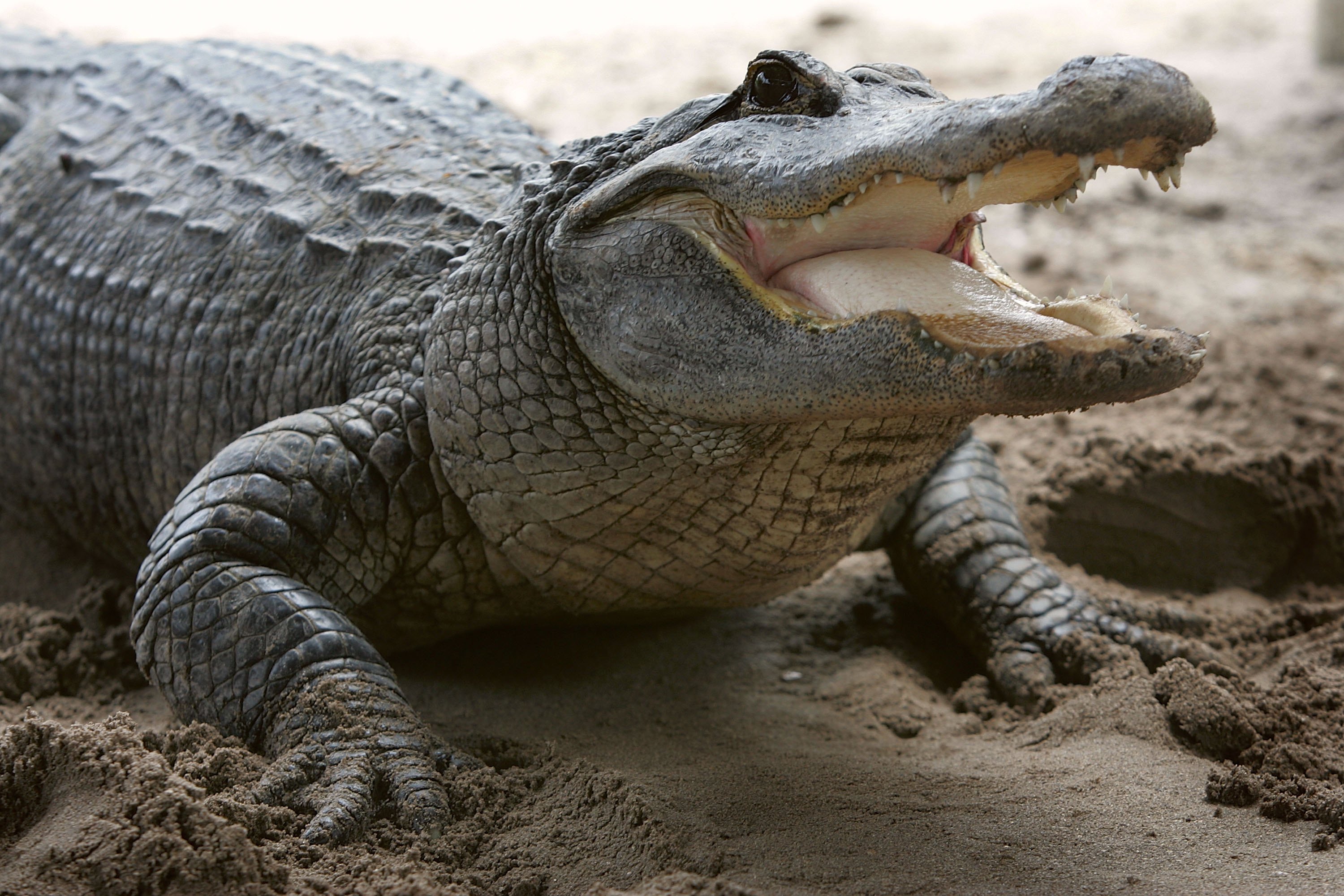 Крокодил картинка. Гребнистый крокодил бег. Аллигатор. Интересные крокодилы. Американский крокодил Аллигатор.