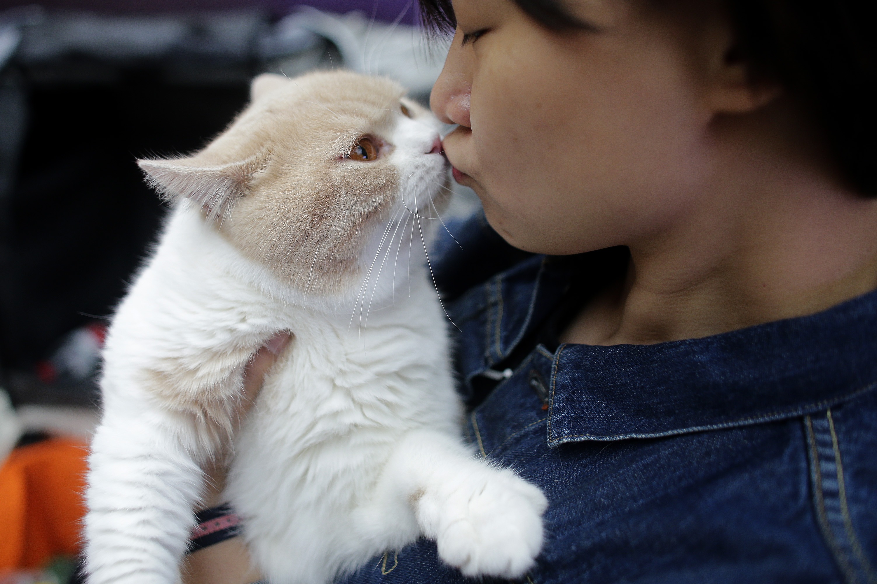 Cuddling Cats Keeps Them Healthy Say Scientists Which Means You