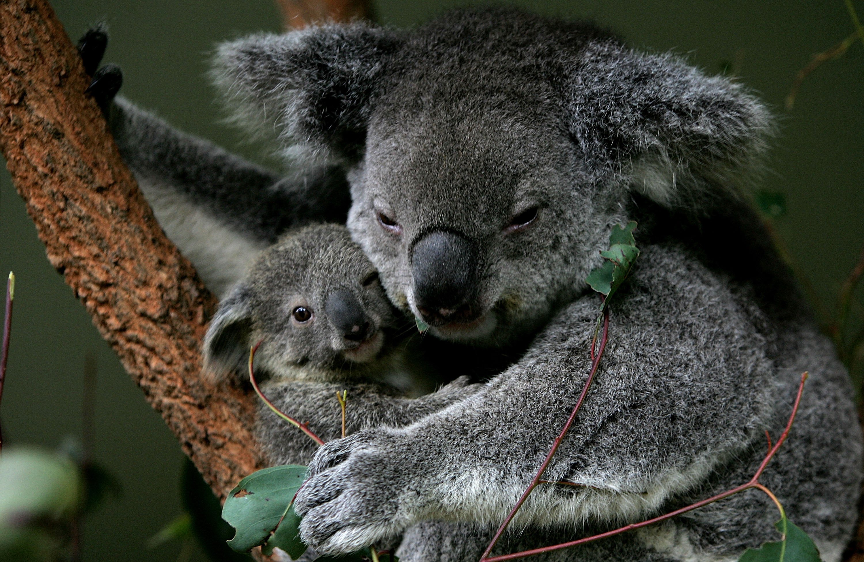 Макака коалу. Коала эвкалиптовый мишка. Коала на бамбуке. Детеныши животных. Коала с детенышем.