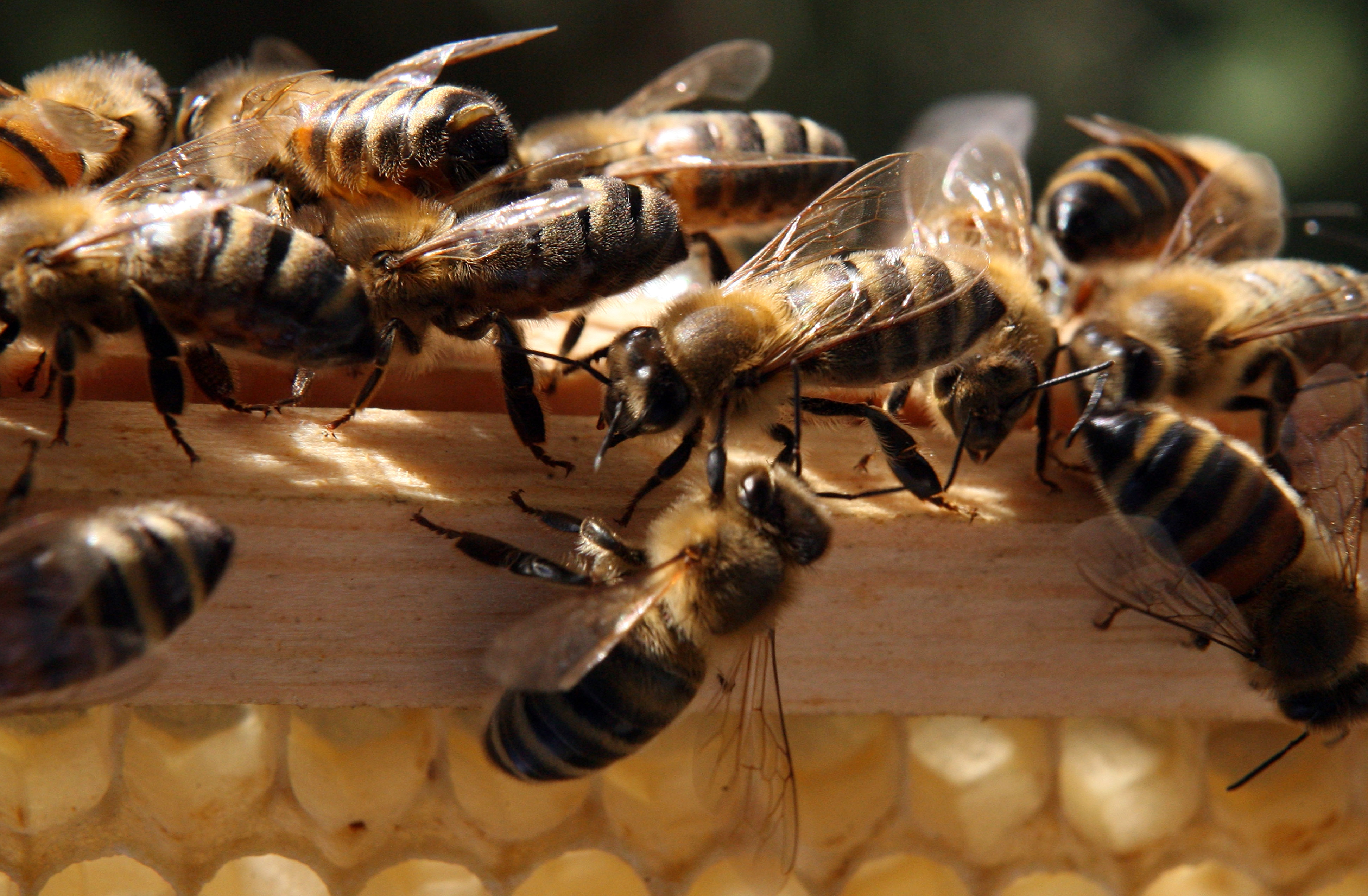 Замените шмелиное жужжание. Жужжание пчел. Пчела жужжит. Всемирный день пчел. Пчела Жужжа.