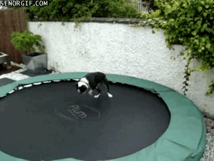Image result for cute dog trampoline gif