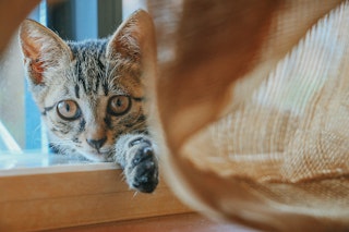 Can Cats Claw Give You A Headache Can Cats Claw Give You A Headache