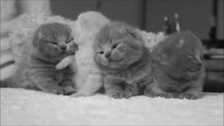 What Do Cat Dreams Mean? 11 Dreams About Cats, Explained What Do Cat Dreams Mean? 11 Dreams About Cats, Explained