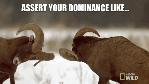 432bc790-26b0-0134-b04a-0a814d95abff.gif