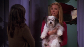 Ranking Every Animal On 'Friends,' From Marcel The Monkey To Mrs ...