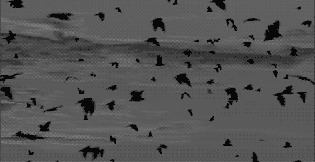 Resultado de imagem para passarinhos migrando ciclos gifs
